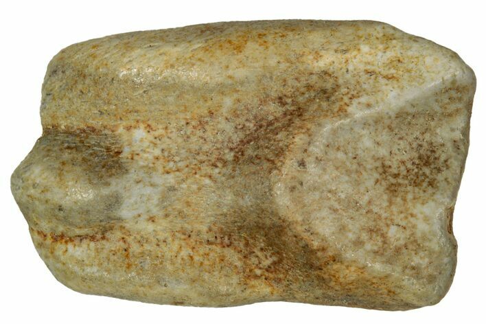 Fossil Dinosaur (Triceratops) Shed Tooth - Montana #339774